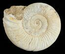 Perisphinctes Ammonite - Jurassic #54260-1